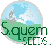 Siquem Seeds